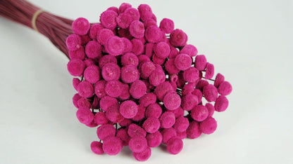 Acroclinium dried natural color white and black