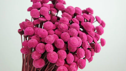 Acroclinium dried natural color white and black