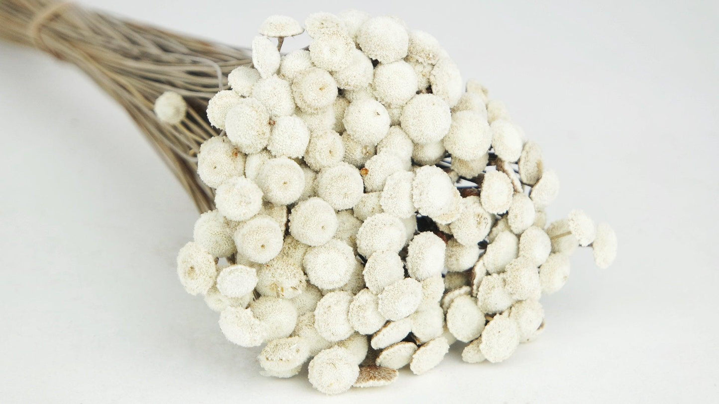 Acroclinium dried natural color white and black