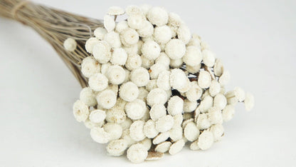 Acroclinium dried natural color white and black