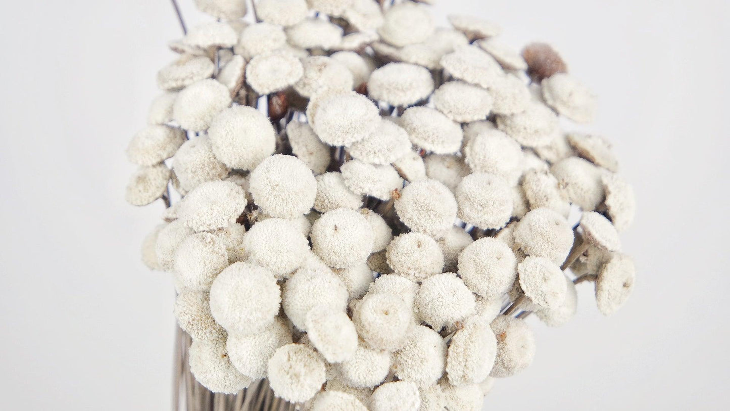 Acroclinium dried natural color white and black