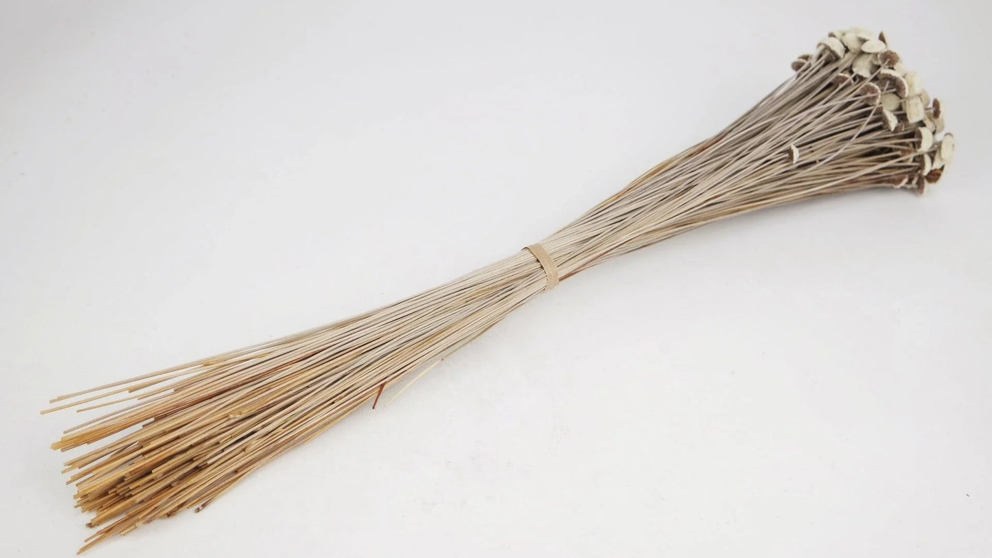 Acroclinium dried natural color white and black