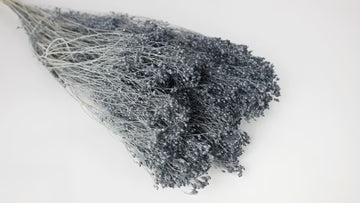 Broom Bloom séché 1 botte Bleu gris