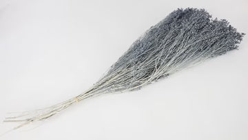 Broom Bloom séché 1 botte Bleu gris