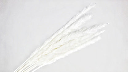 Mini Dried Pampas Lychee