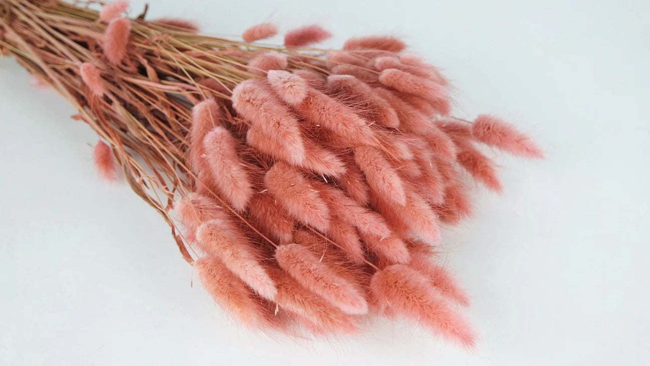 Lagures séchées Vieux Rose