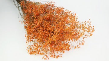 Gypsophile stabilisé orange clair