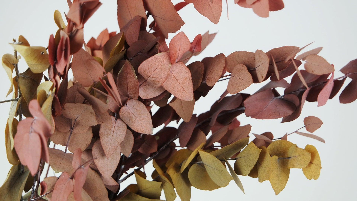 Eucalyptus Stuartiana en botte - couleur d’automne
