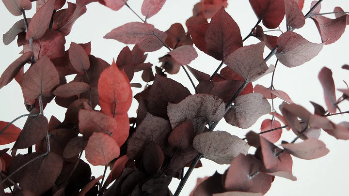 Eucalyptus Stuartiana Rouge