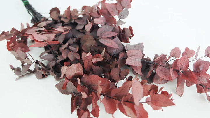 Eucalyptus Stuartiana Rouge