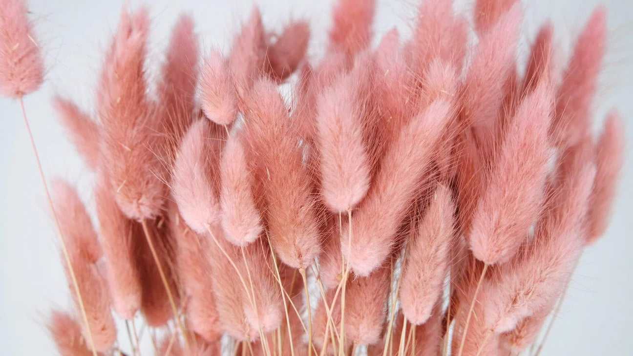 Lagures séchées Vieux Rose