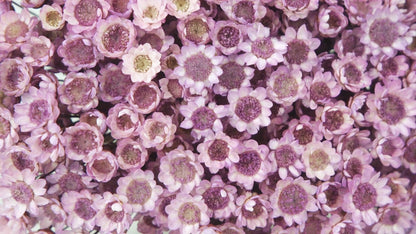 Dried Glixia Glycine
