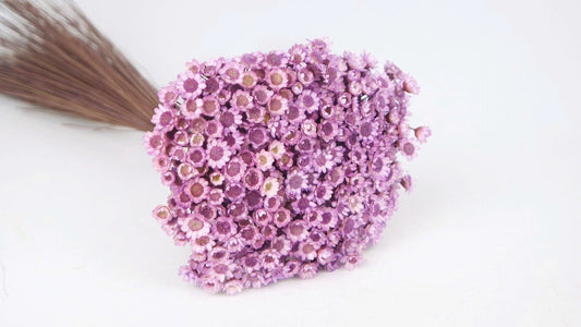 Dried Glixia Glycine