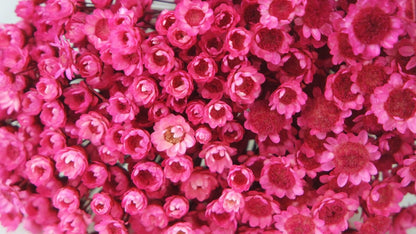 Dried Glixia - Fuchsia