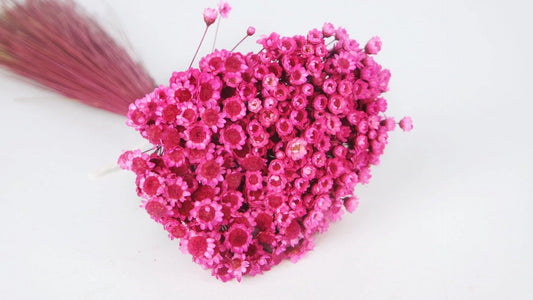 Dried Glixia - Fuchsia