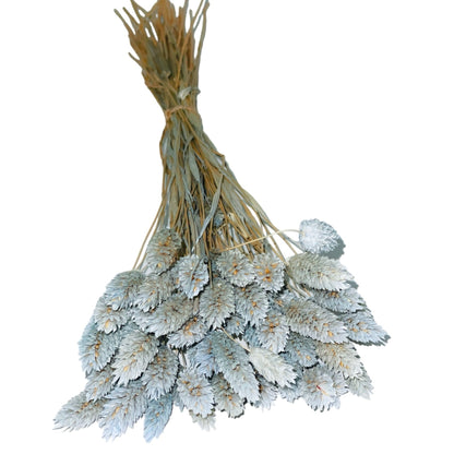 Gray Blue Dried Phalaris