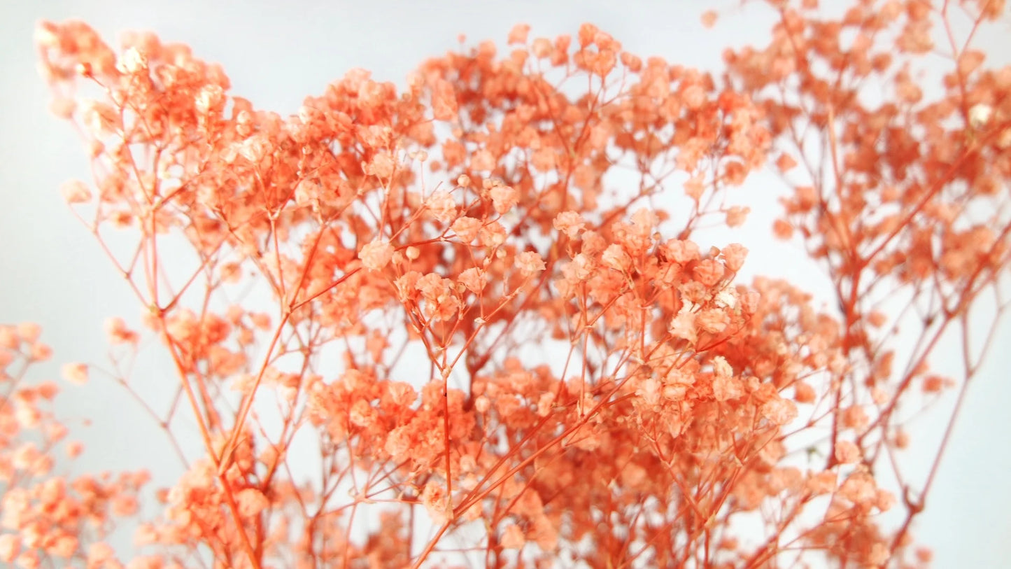 Gypsophile stabilisé - botte - Orange Flamme