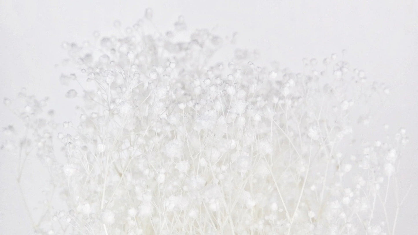 Natural color stabilized gypsophila