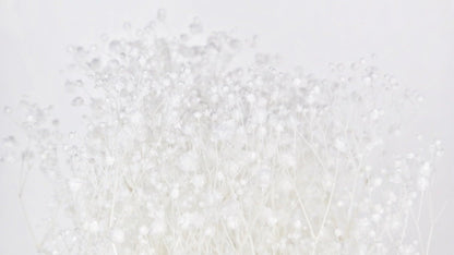 Natural color stabilized gypsophila