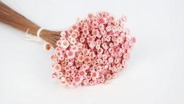 Glixia séchées Rose Clair