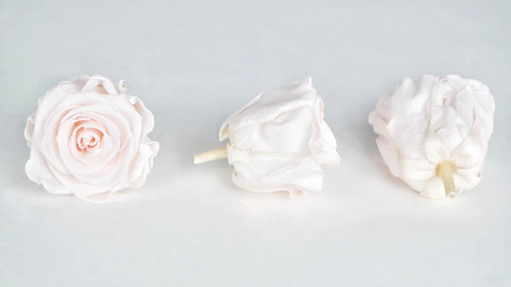 Roses stabilisées 6 cm - 6 têtes - Rose clair