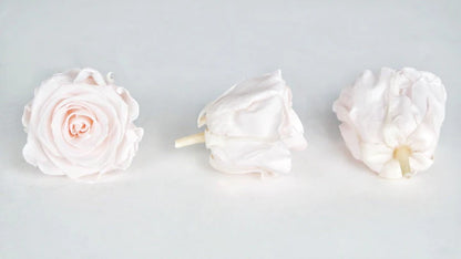 Roses stabilisées 6 cm - 6 têtes - Rose clair