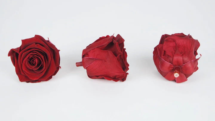 Roses stabilisées 6 cm - 6 têtes - Rouge Royal