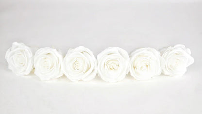 Roses stabilisées 6 cm - 6 têtes - Blanc