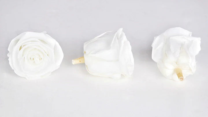 Roses stabilisées 6 cm - 6 têtes - Blanc