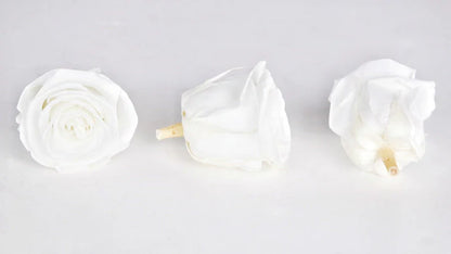Roses stabilisées 6 cm - 6 têtes - Blanc
