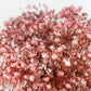 Stabilized gypsophila Pink and white