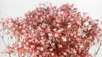 Stabilized gypsophila Pink and white