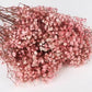 Stabilized gypsophila Pink and white