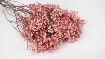 Stabilized gypsophila Pink and white