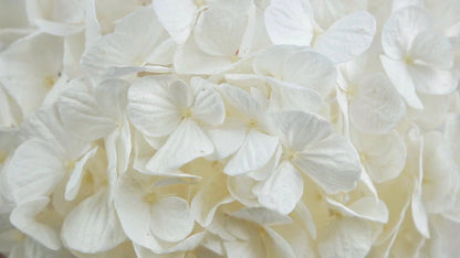 Preserved hydrangea White