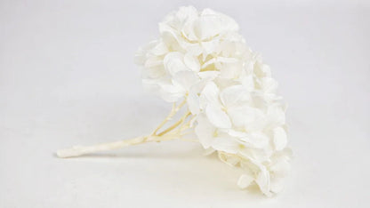 Preserved hydrangea White