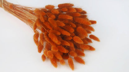 lagurus