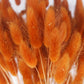 lagurus