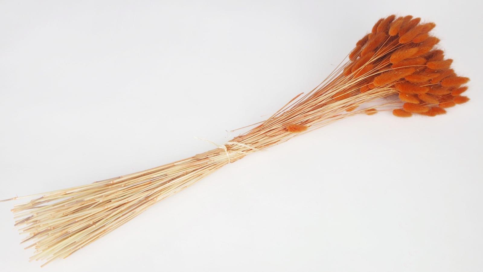 lagurus