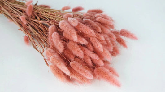 lagurus