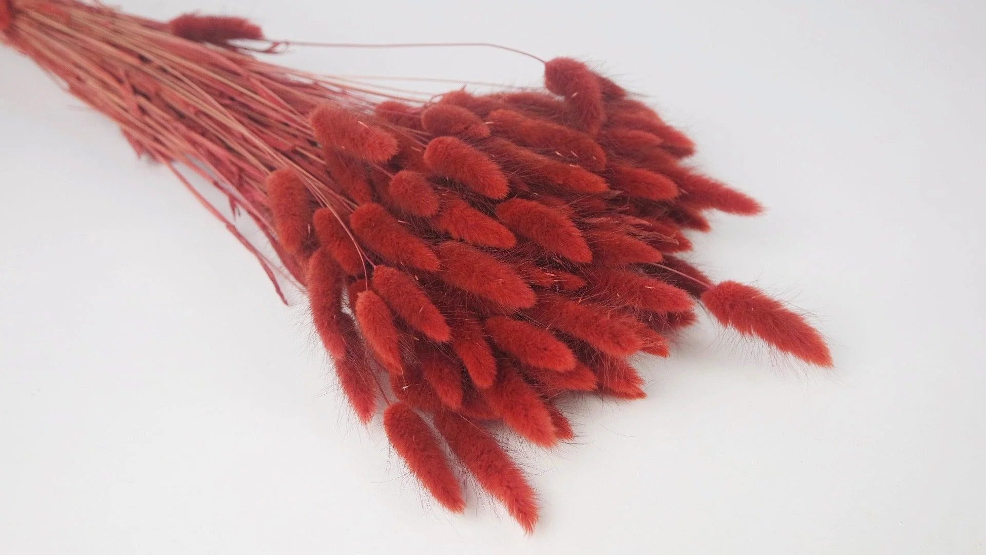 lagurus