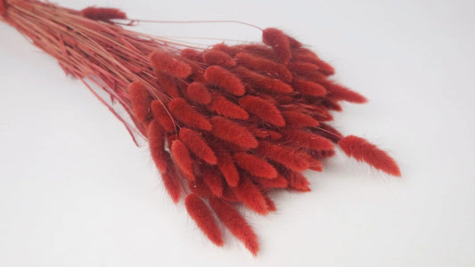 lagurus
