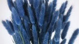 Cobalt Blue Dried Lagurians