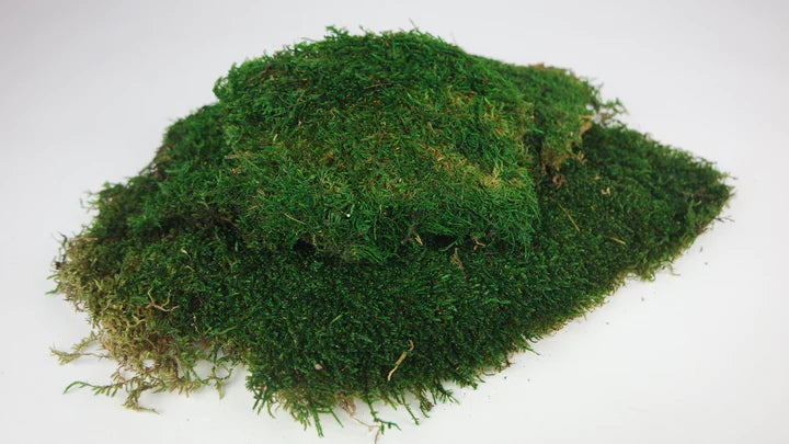 Mousse plate stabilisé Vert 500 g PRO