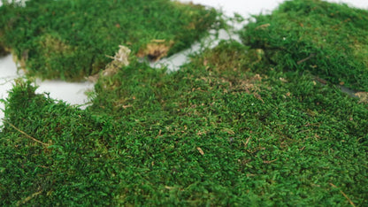 Mousse plate stabilisé Vert 500 g PRO