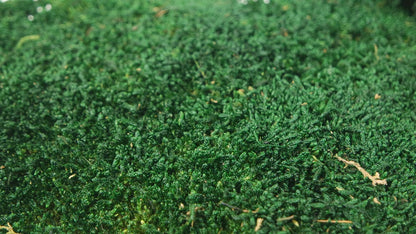 Mousse plate stabilisé Vert foncé 500 g PRO