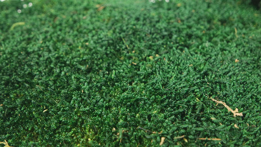 Mousse plate stabilisé Vert foncé 500 g PRO