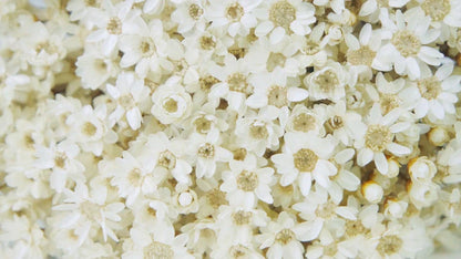 Dried Glixia Natural Color