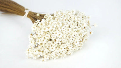 Dried Glixia Natural Color