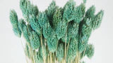 Dried Phalaris Green Bahamas